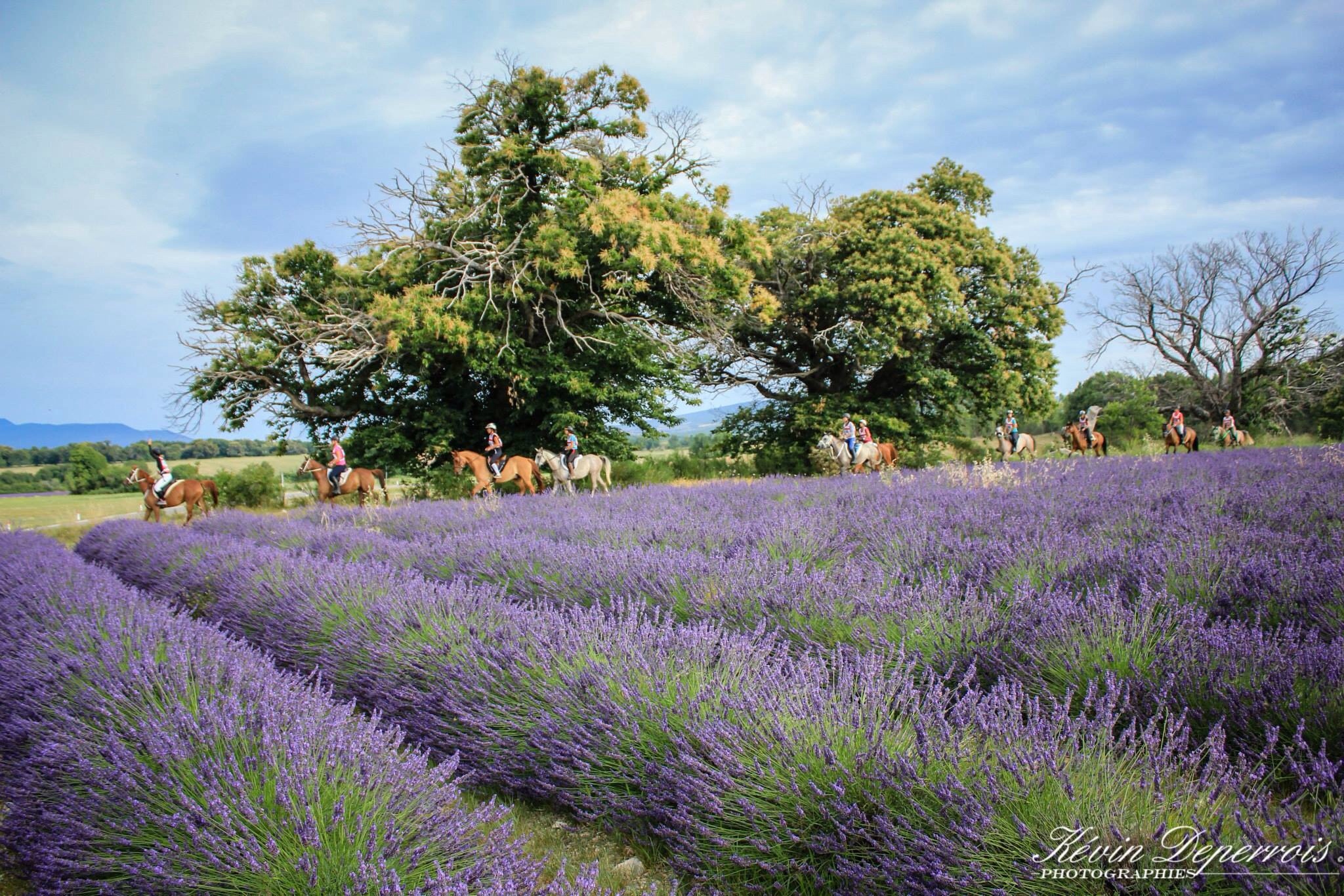 Au pays de la lavande