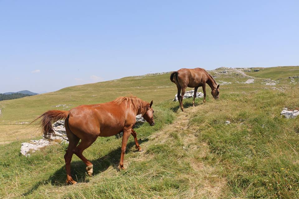 Transhumance